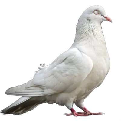 Imagen PNG para descargar